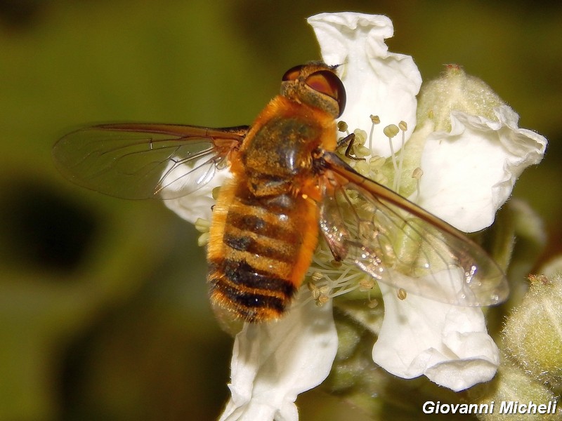 Serie di Bombyliidae del Parco del Ticino